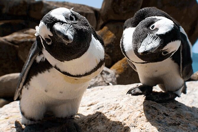Cape Peninsula Cape of Good Hope and Penguins Tour in Cape Town - How much value do you get for $134?