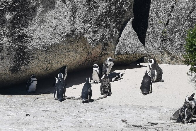 Cape Peninsula Cape of Good Hope and Penguins Tour in Cape Town - Hout Bay and the optional trip to Duiker Island