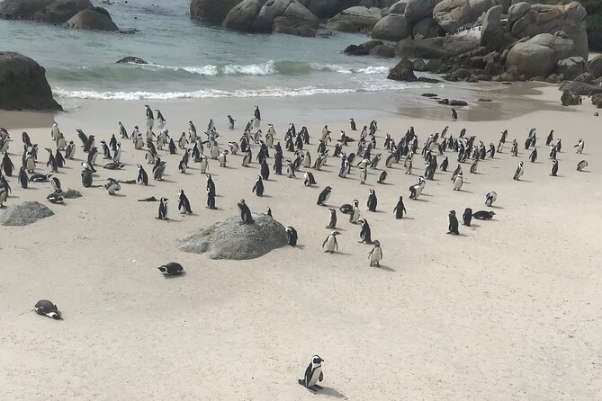 Cape Peninsula Cycle Tour - Cape Point Ostrich Farm adds an unusual stop