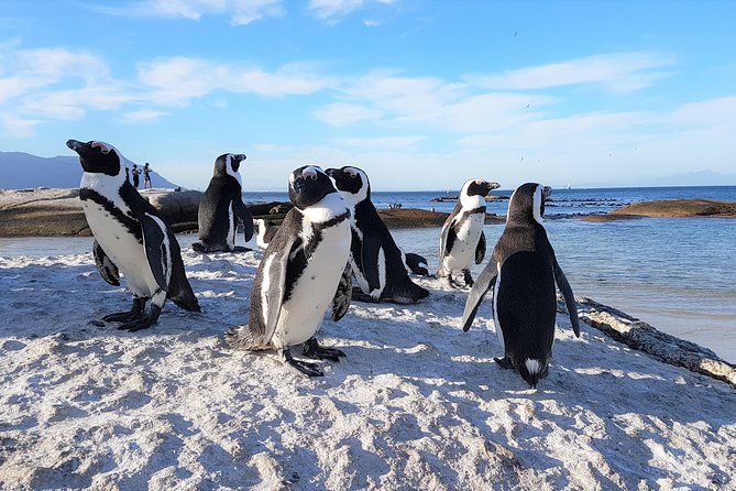 Cape Peninsula in a Vintage Car (Penguins, Cape Point & Chapman's Peak drive) - Comfort, timing, and the private group advantage