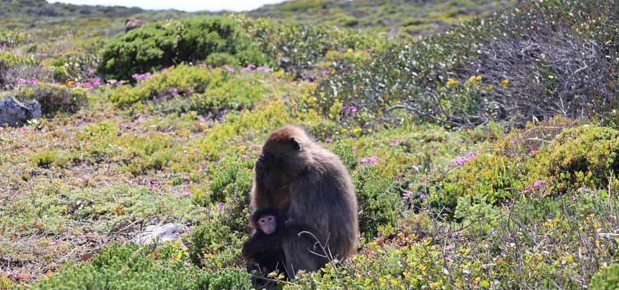 Cape Peninsula & Penguins Beach Half Day Tour from Cape Town - Boulders Beach puts African penguins close to view