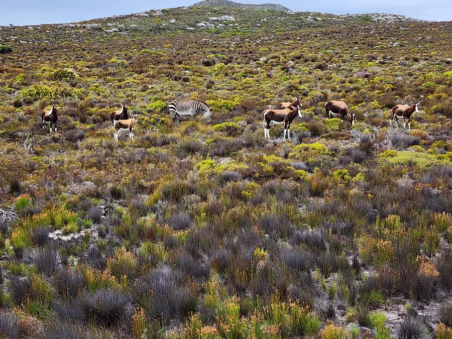 Cape Peninsula & Penguins Beach Half Day Tour from Cape Town - Maiden’s Cove opens with the Cape Town postcard