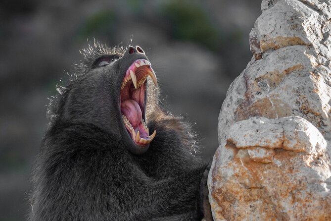 Cape Peninsula & Penguins Private Day Tour, Entrances Included. - Cape Point lighthouses and the optional funicular
