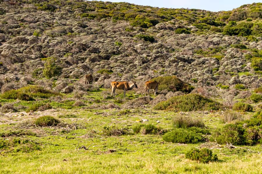 Cape Peninsula: Private Full Day Tour - Key points to know before booking