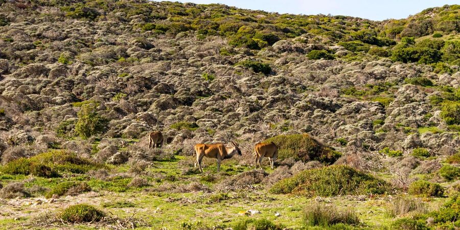 Cape Peninsula: Private Half Day Tour - Boulders Beach and the African penguins