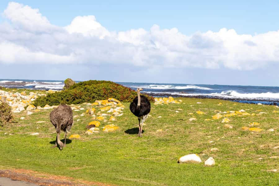 Cape Peninsula: Private Half Day Tour - Five hours, or potentially longer?