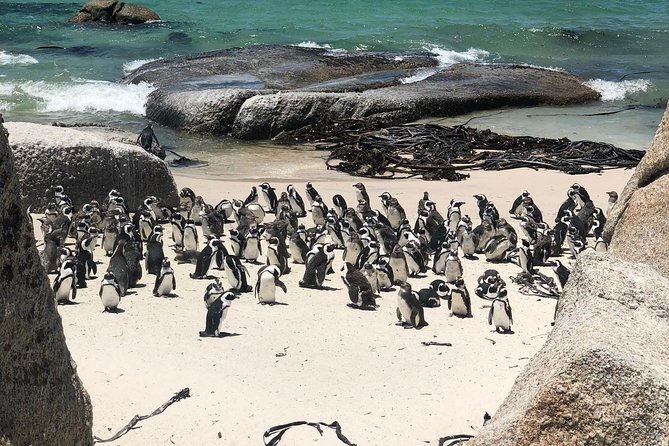 Cape Peninsula Private tour - Why this private Cape Peninsula tour works well