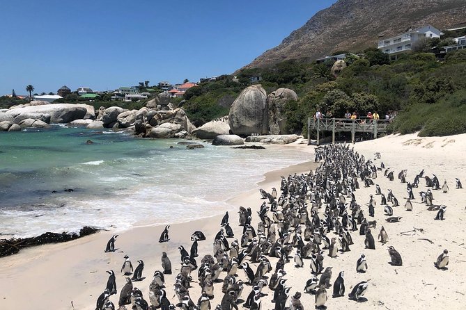 Cape Peninsula Private tour - Boulders Beach and the African penguins