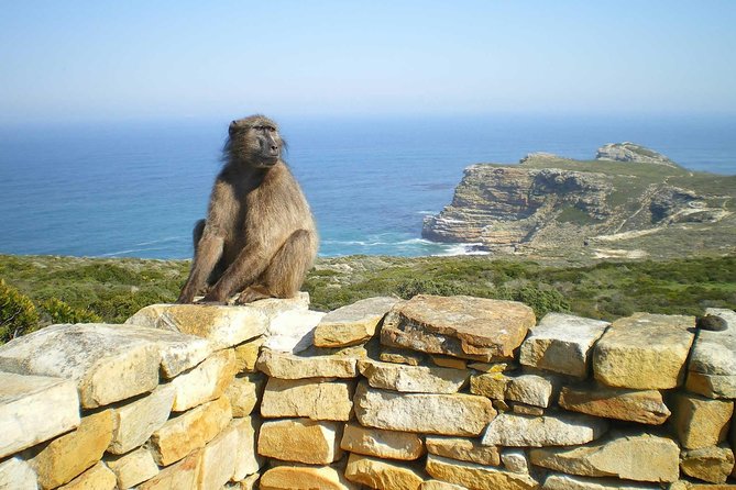 Cape Peninsula Private tour - What the $147.18 price really covers