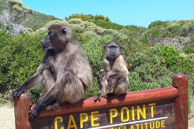 Cape Peninsula Private Tour In Cape Town South Africa - Boulders Beach: The Tour’s Most Memorable Wildlife Stop