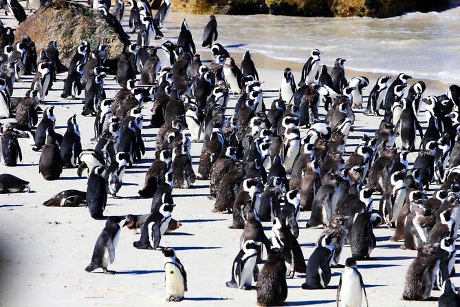 Cape Peninsula Private Tour Include Park Fees - Key points to know before booking