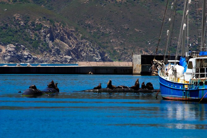 Cape Peninsula Private Tour Include Park Fees - Hout Bay and the optional seal cruise
