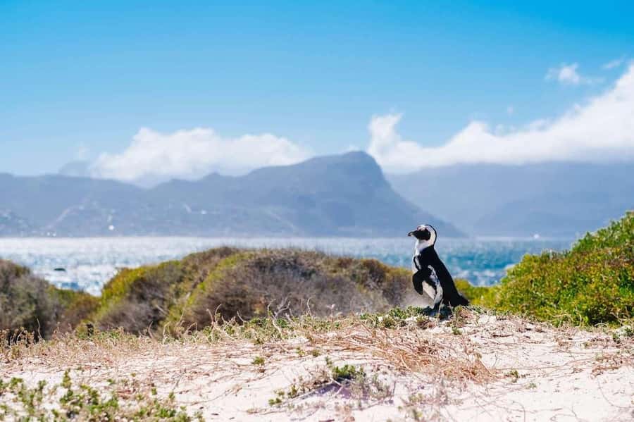 Cape Peninsula Shared Half-Day Tour - Hout Bay and the road to Noordhoek