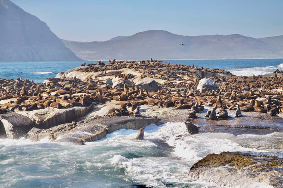 Cape Peninsula Shared Half-Day Tour - Is $87 good value?