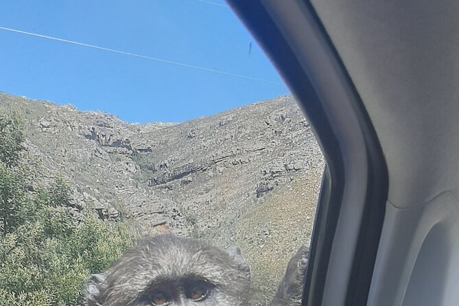 Cape Peninsula Tours - The Drive Back Along the Ocean