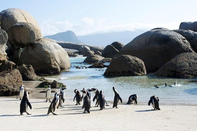 Cape Peninsula Tours - Who Will Enjoy This Tour Most?