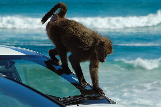 Cape Point and Boulder's Penguins Full Day Tour - Boulders Beach and the African penguins