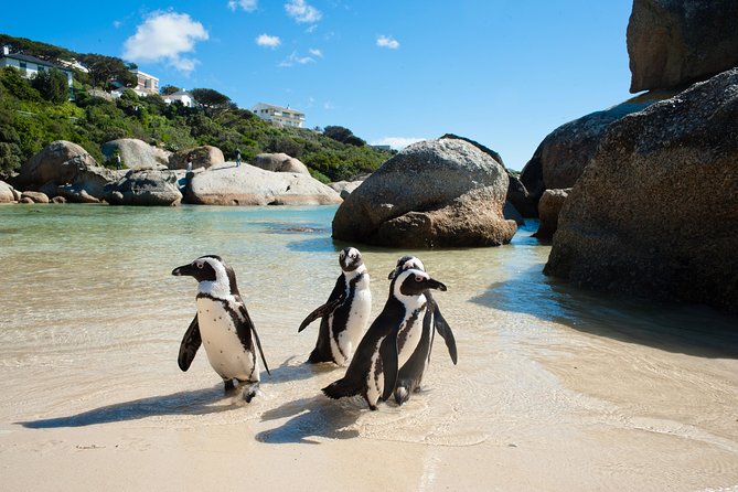 Cape Point and Boulder's Penguins Full Day Tour - Entering Cape Point Nature Reserve