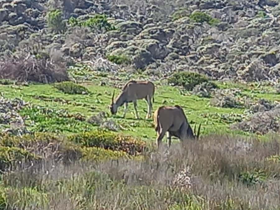 cape point and penguin ,muizenberg, bookapp - Why This Nine-Hour Route Works