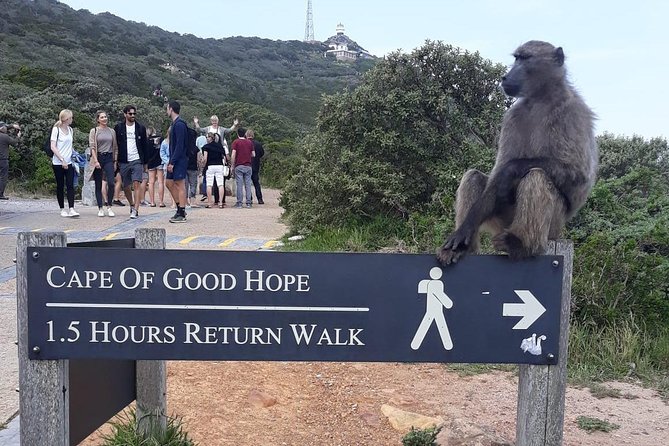 Cape Point, Boulder's Beach in Private Car Entrance Fees Included - Boulders Beach brings you close to penguins
