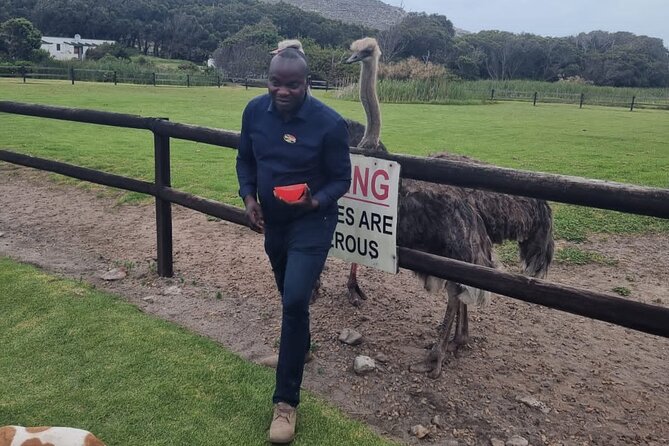 Cape Point Cape Of Good Hope And Penguins Private Tour - Muizenberg and the return to Cape Town