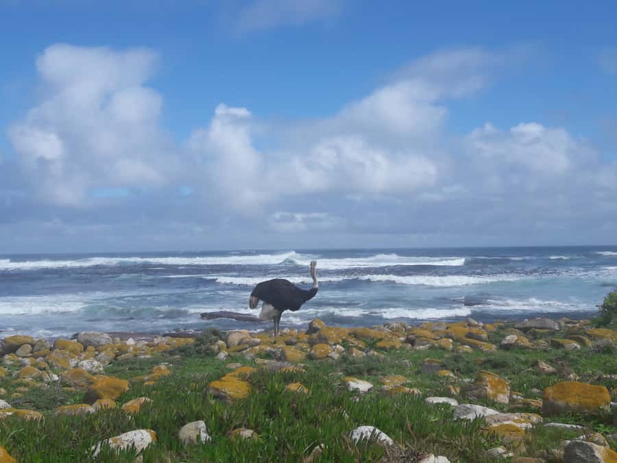 Cape Point Cape of Good Hope, Penguins Private Half day Tour - Key points at a glance