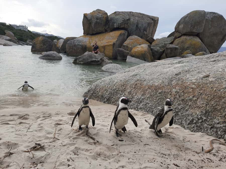 Cape Point Cape of Good Hope, Penguins Private Half day Tour - Starting in Cape Town and crossing to Muizenberg