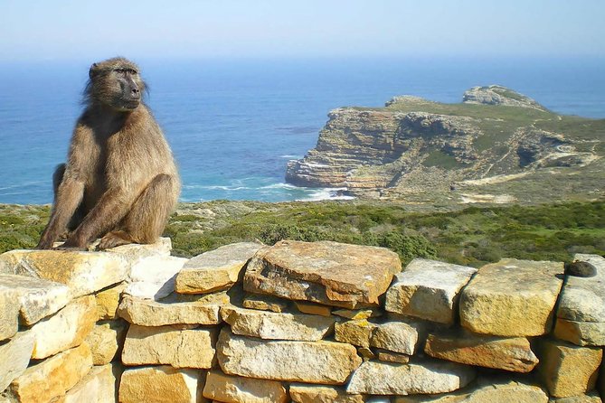 Cape Point Explore with Boulder's Penguins Small Group Day Tour - Cape Point Nature Reserve: allow time for walking