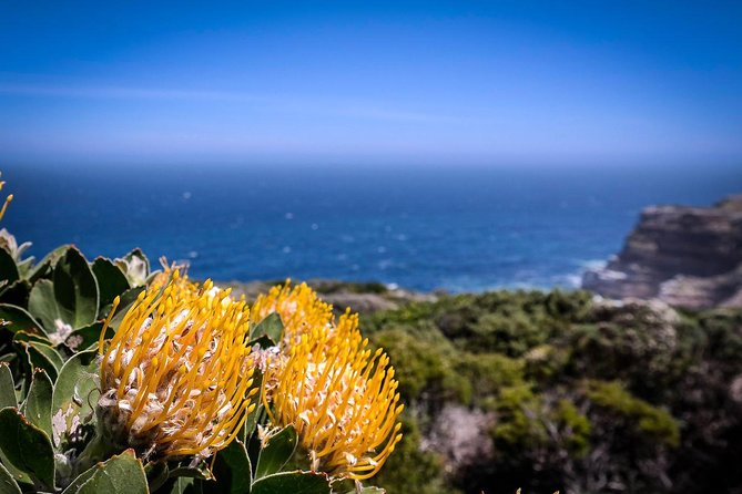 Cape Point Explore with Boulder's Penguins Small Group Day Tour - The Cape of Good Hope and the Atlantic tip