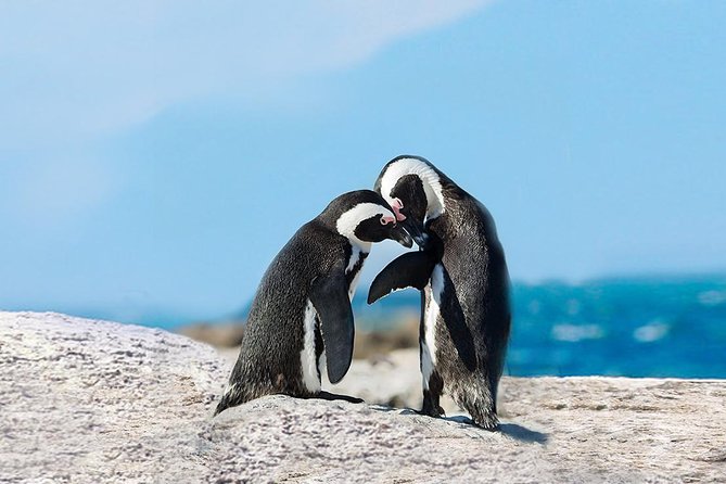 Cape Point Explore with Boulder's Penguins Small Group Day Tour - Starting in Hout Bay with room to choose