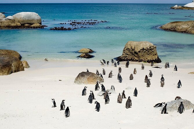 Cape Point Full Day Tour - Cape of Good Hope and the protected reserve