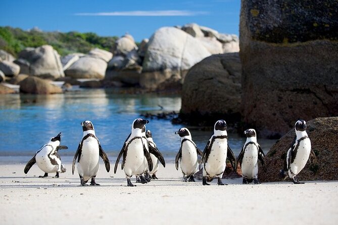 Cape Point Full Day Tour - Ninety minutes at Cape Point Nature Reserve