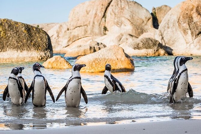 Cape Point Full Day Tour - The guide can make or break a short route