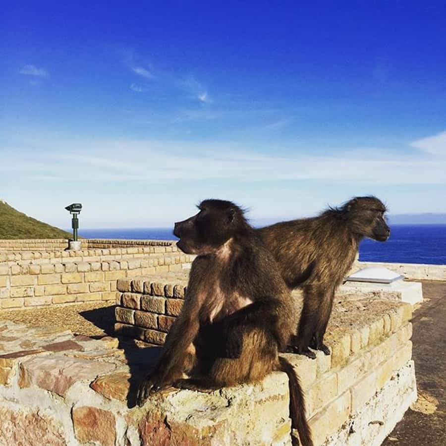 Cape Point Full-Day Tour From Cape Town - Why this Cape Point route works so well