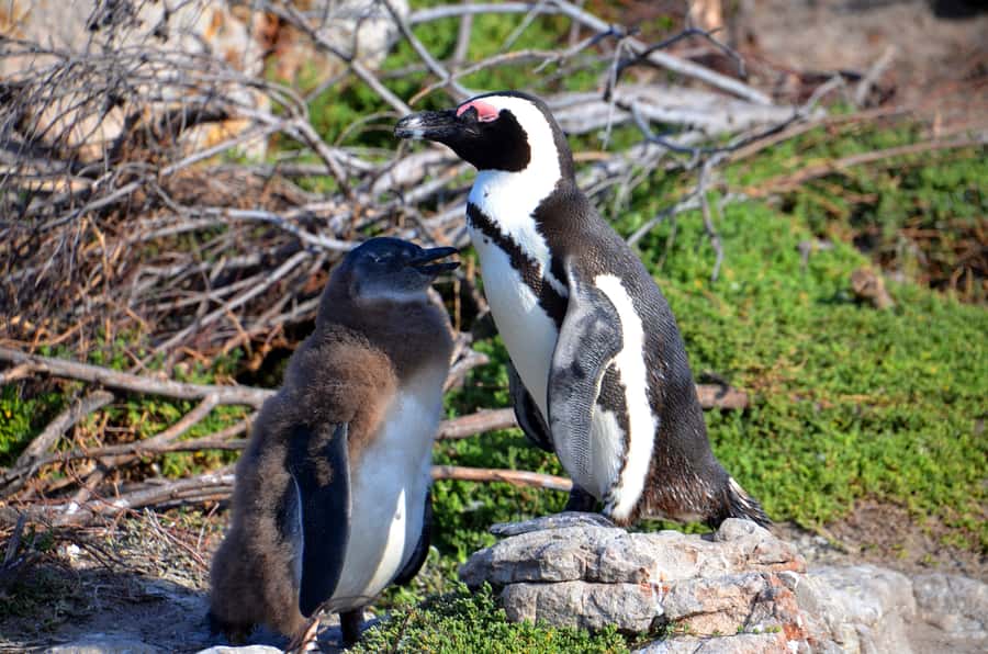 Cape Point Full-Day Tour From Cape Town - The Cape of Good Hope sign and the southern tip