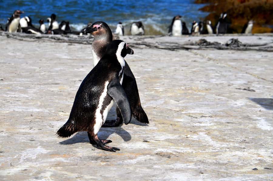 Cape Point Full-Day Tour From Cape Town - From Cape Town to Clifton and Camps Bay