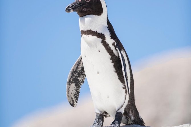 Cape Point Penguin Tour - Chapman’s Peak turns the road into an attraction