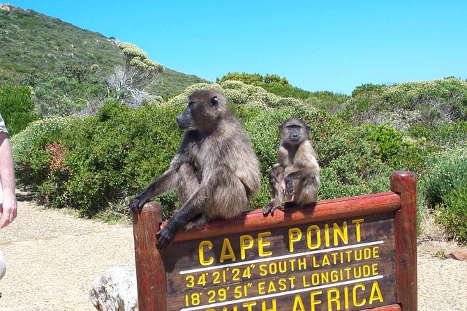 Cape Point & Penguins full day tour - Guide Sele and the private-tour difference