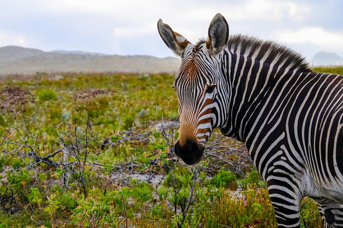 Cape Point Private Nature Tour & Hike - The 2.5-hour fynbos hike is the real payoff