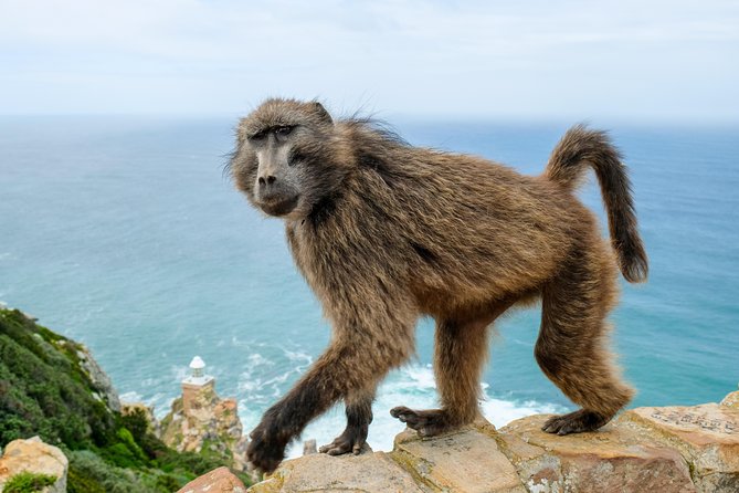 Cape Point Private Nature Tour & Hike - Wildlife is part of the day, not a promise