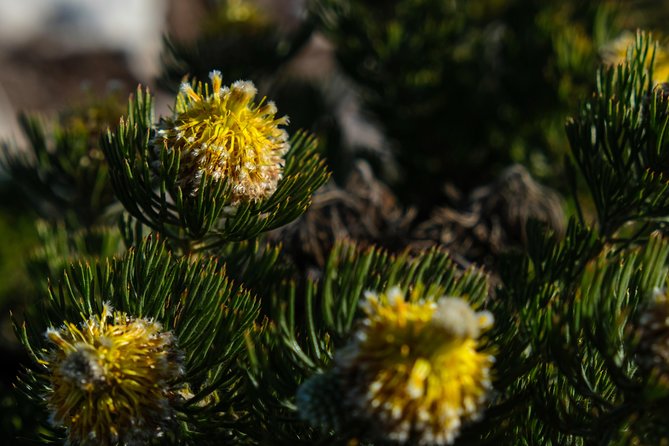 Cape Point Private Nature Tour & Hike - Price, fees, and what you really receive