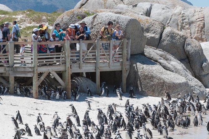 Cape Point Sightseeing Tour including Cape of Good Hope full day from Cape Town - Starting in Cape Town at 8:00 a.m.