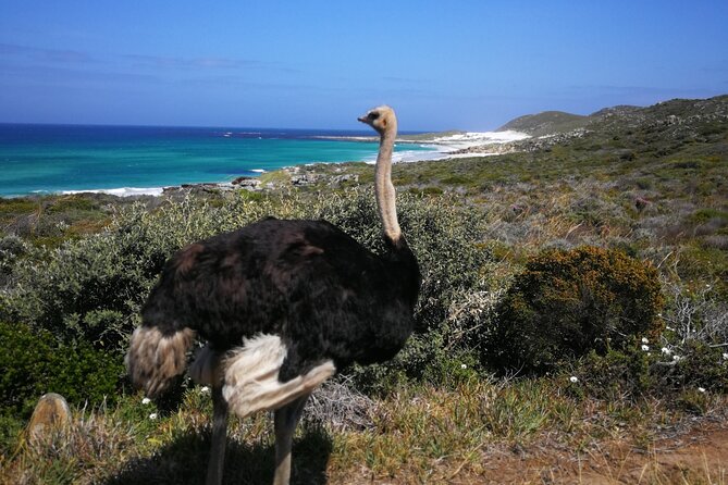 Cape Point Xplorer - What lunch and extra costs really mean