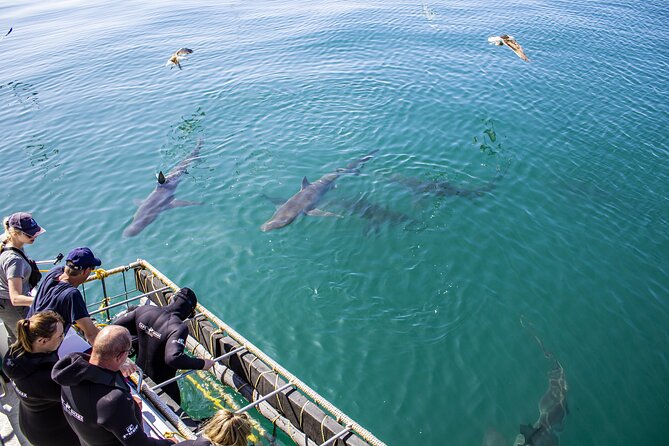 Cape Shark Diving Adventures - A friendly start with food, tea, and clear instructions
