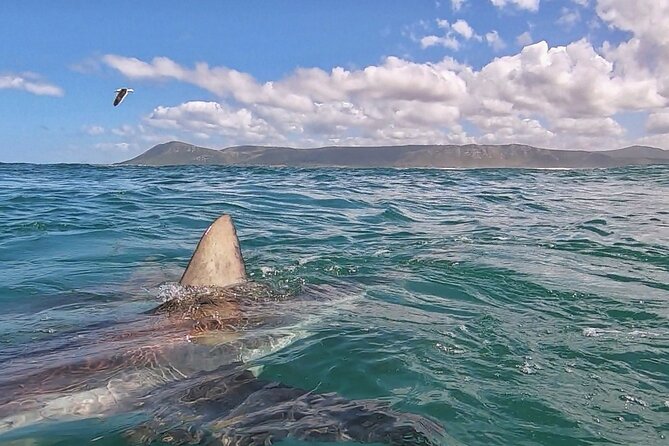 Cape Shark Diving Adventures - Six people at a time in the cage