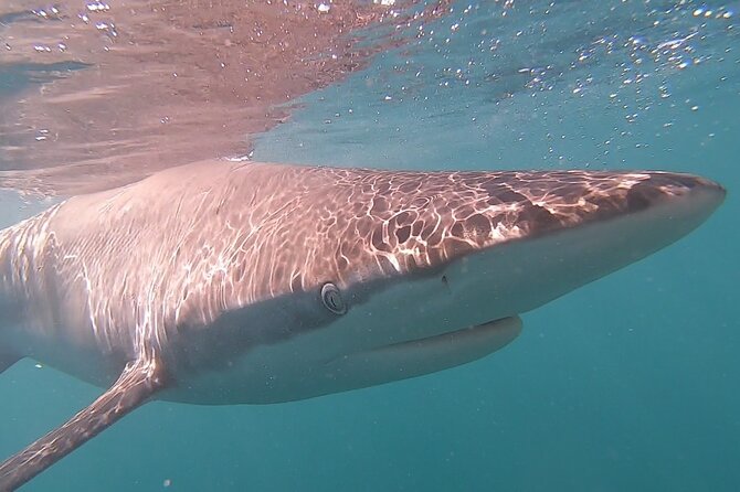 Cape Shark Diving Adventures - What you might see beyond the main shark
