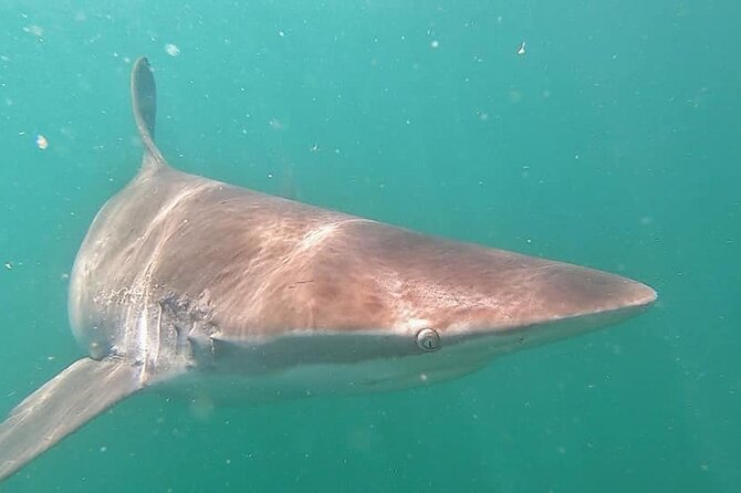 Cape Shark Diving Adventures - The short boat ride and the first look at Gansbaai wildlife