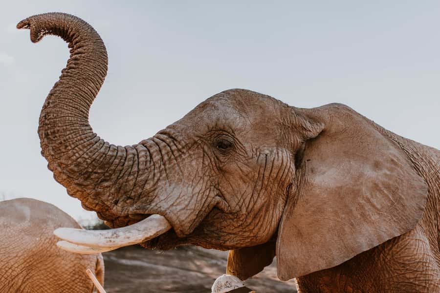 Cape Town: 2-Day Wildlife Tour with Safaris and Luxury Stay - What the $534 price really covers