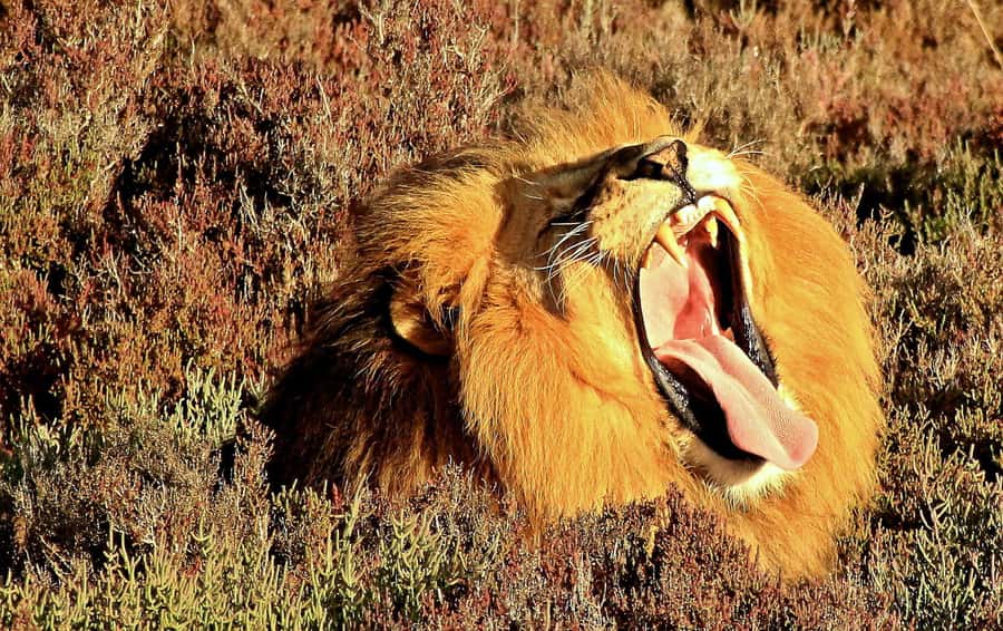 Cape Town: 2-Day Wildlife Tour with Safaris and Luxury Stay - The Botlierskop 4x4 drive and the Big Five question