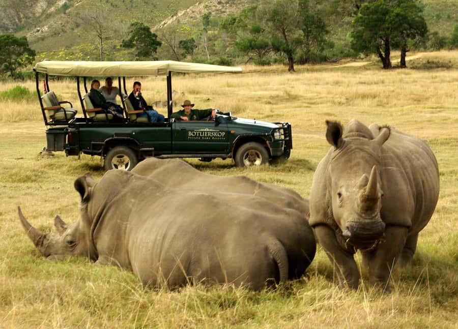 Cape Town: 2-Day Wildlife Tour with Safaris and Luxury Stay - Day two: a closer look at the Klein Karoo